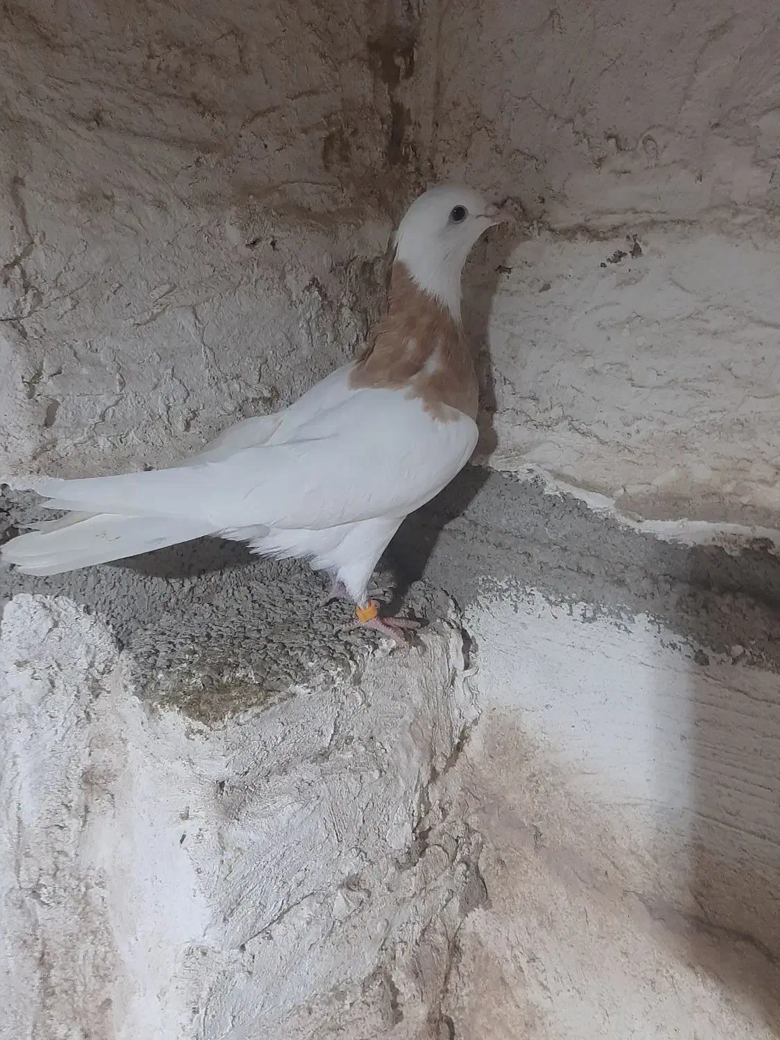 فروش طوقی زرد نر|پرنده|آزادشهر, |دیوار