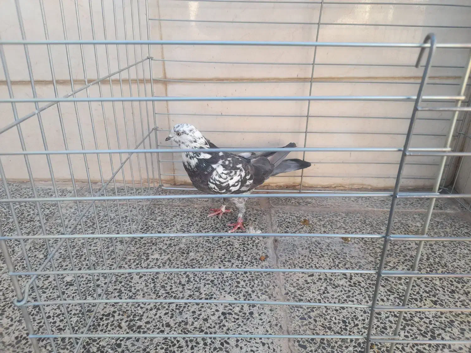 کفتر|پرنده|سمنان, |دیوار