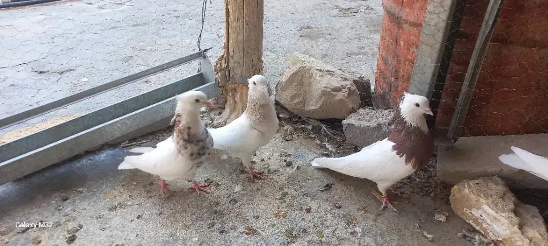 کبوتر|پرنده|دره شهر, |دیوار