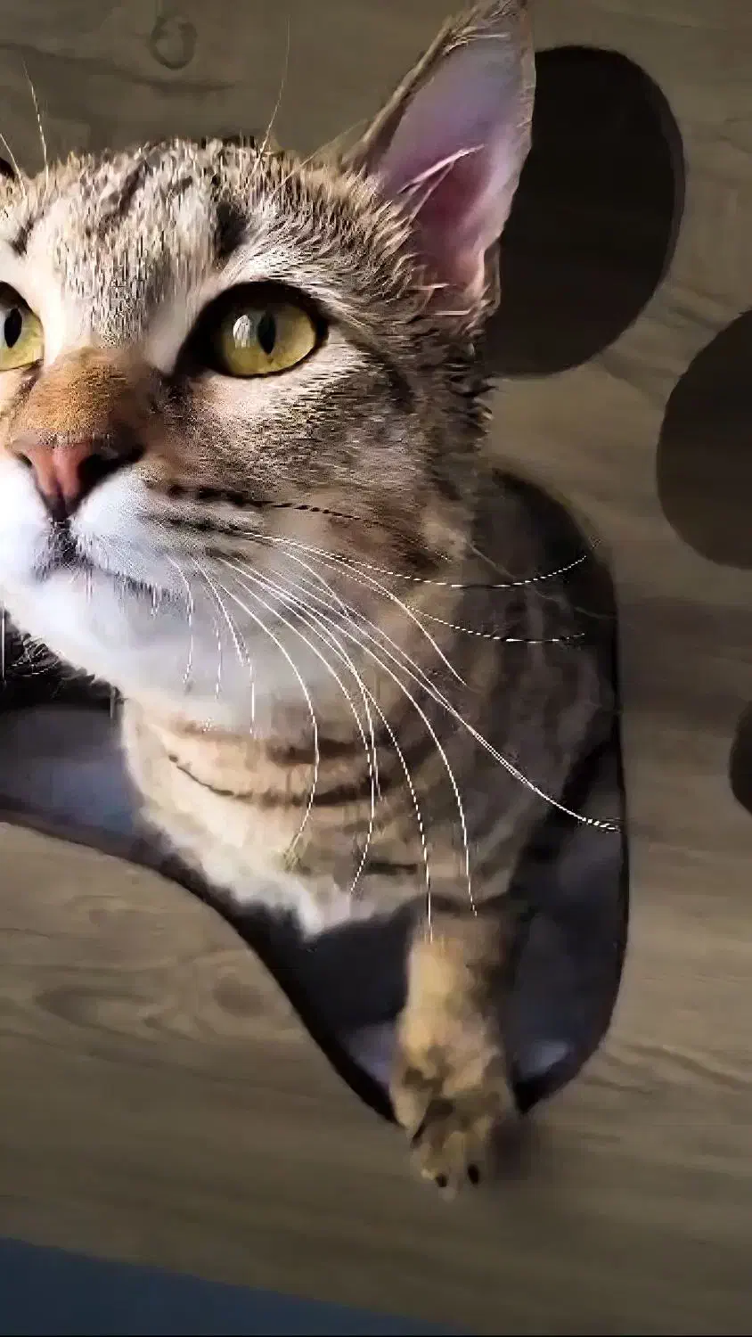 واگذاری گربه|گربه|تهران, تهرانسر غربی|دیوار