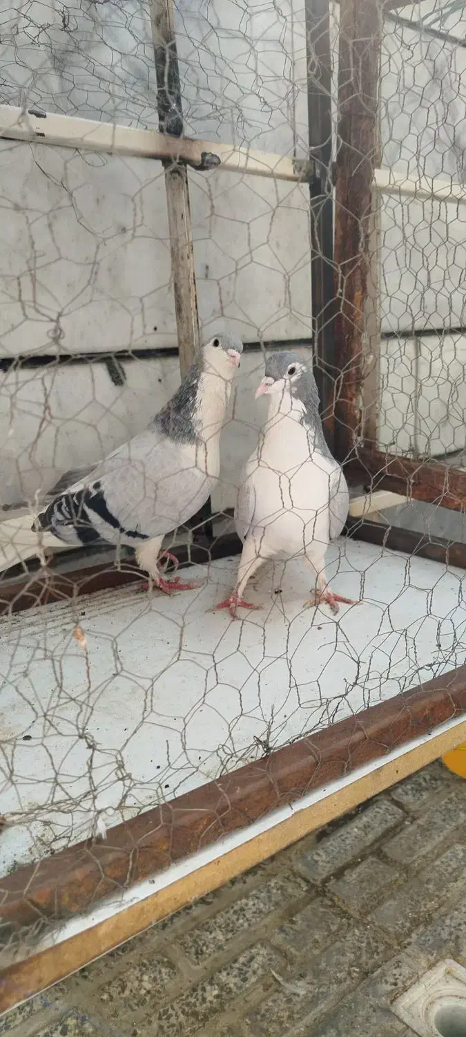 رنگی|پرنده|محمدیه-قزوین, |دیوار