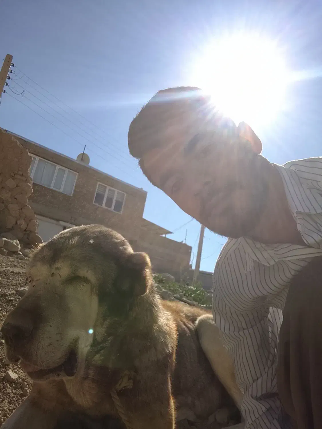 قیمت 3000|سگ|بوکان, |دیوار