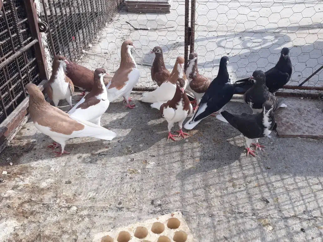 کبوتر رنگی|پرنده|بندر کنگان, |دیوار