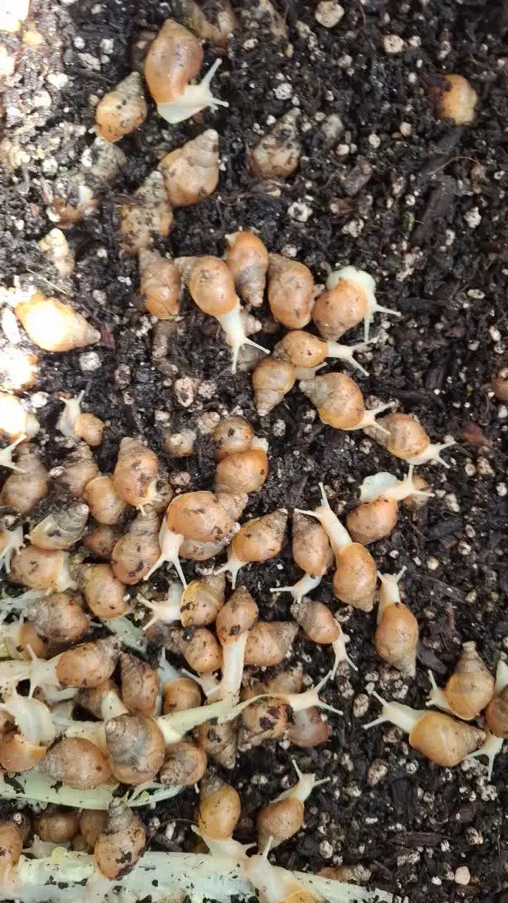 حلزون|خزنده|تهران, کوثر|دیوار