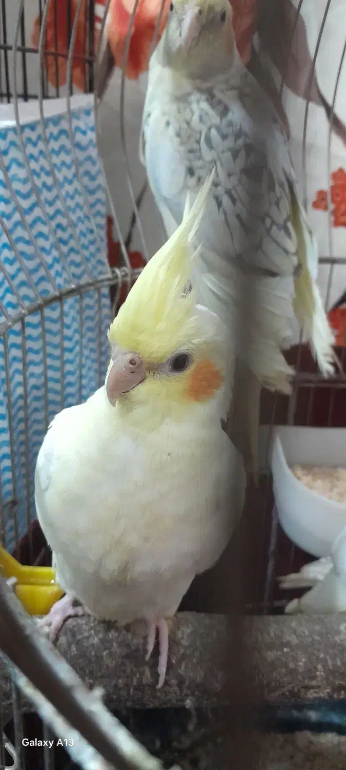 عروس هلندی|پرنده|قم, ولیعصر|دیوار