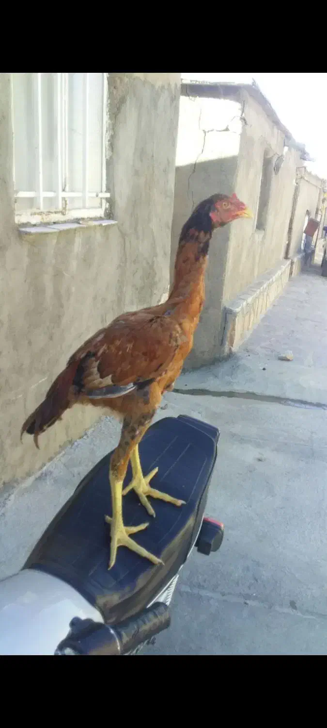 ۲۰عددباروک لاری دم تخم اسیننمم|حیوانات مزرعه|مریوان, |دیوار