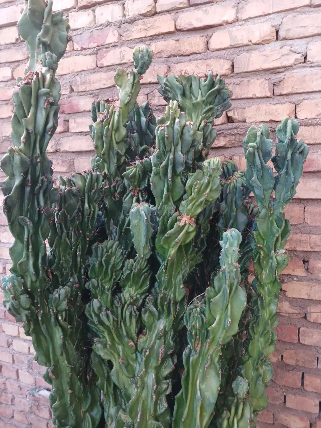 کاکتوس سخره ای|گل و گیاه طبیعی|یزد, |دیوار