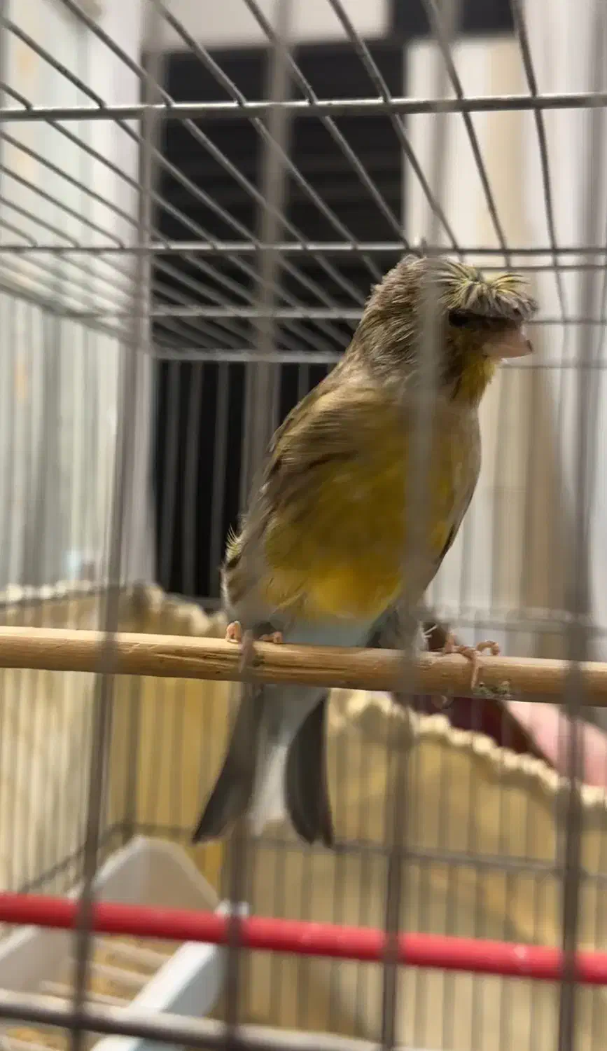 قناری|پرنده|اندیشه, اندیشه فاز ۱|دیوار