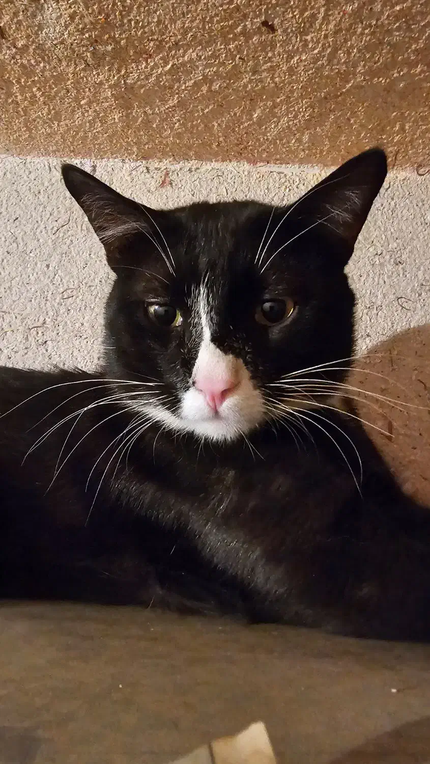 گمشده، مژدگانی ۵میلیون|گربه|شهرکرد, |دیوار