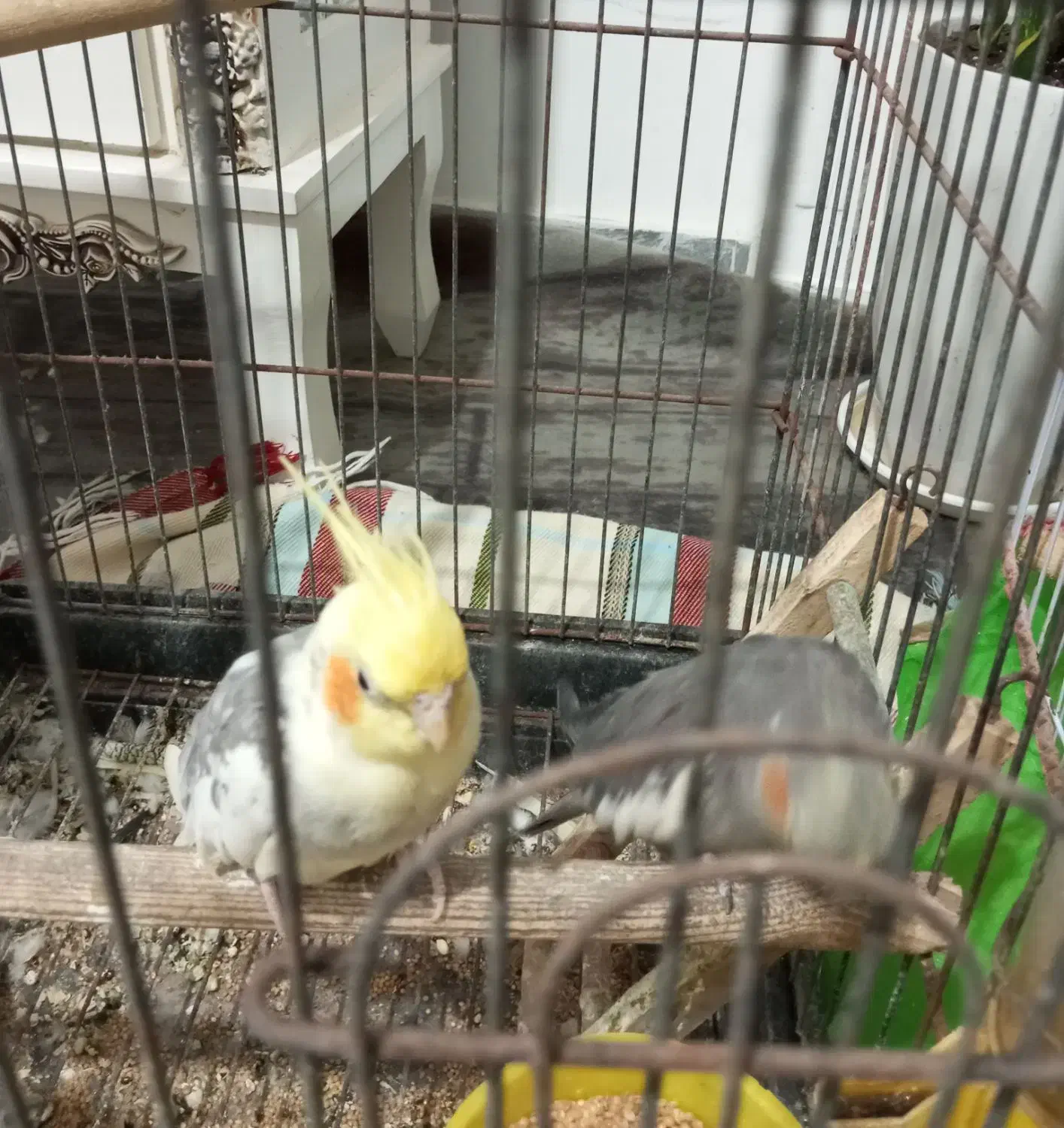 جفت عروس هلندی|پرنده|رضوانشهر, |دیوار