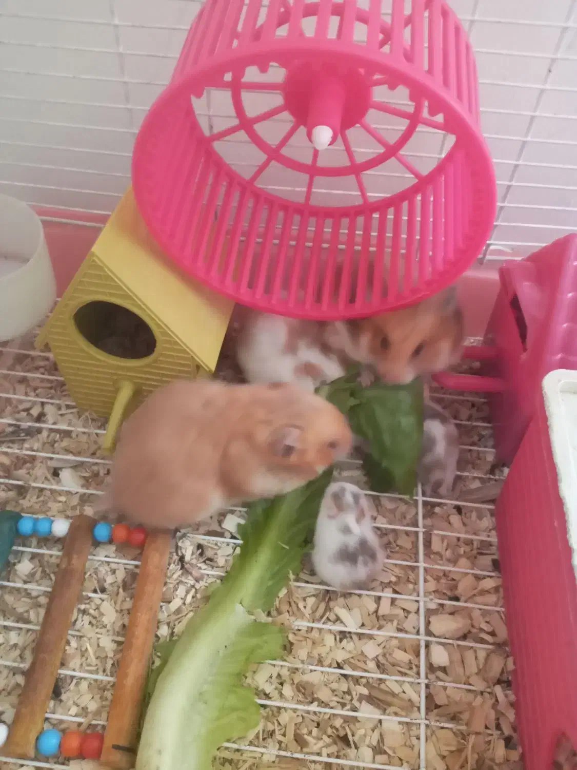 همستر|موش و خرگوش|کرمانشاه, |دیوار