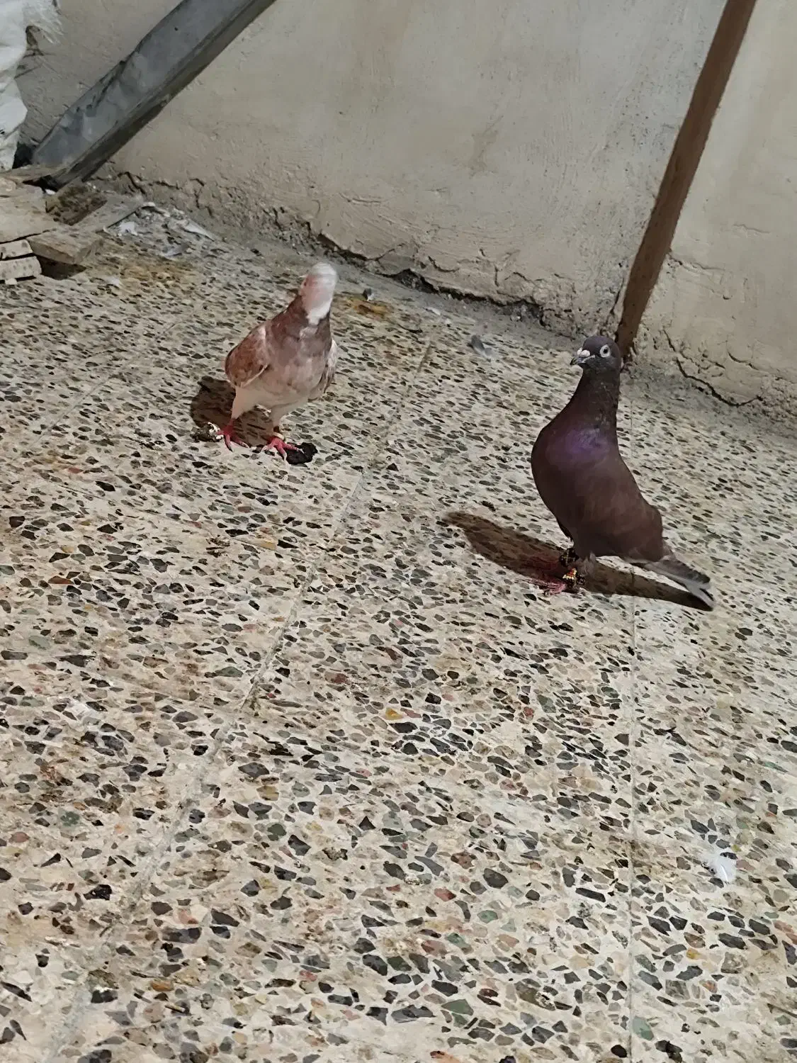 کبوتر دورگ|پرنده|خرمآباد, |دیوار