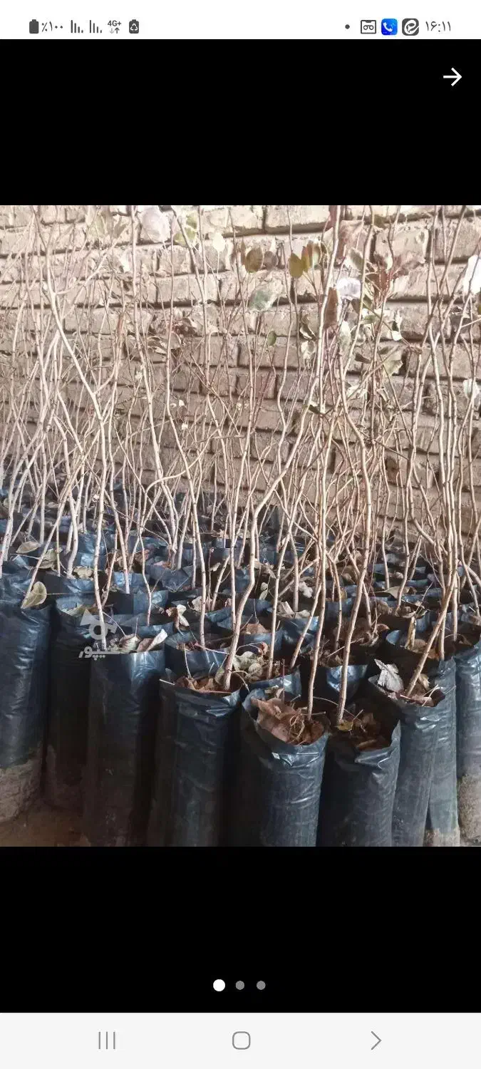 نهال پسته پیوندی|خدمات باغبانی و درختکاری|میاندوآب, |دیوار