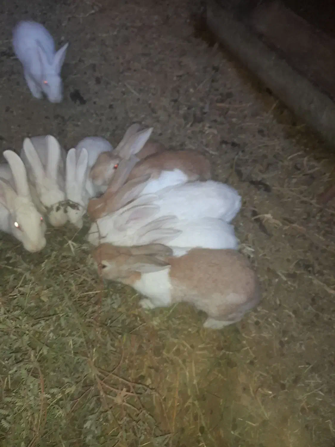 خرگوش|موش و خرگوش|رفسنجان, |دیوار