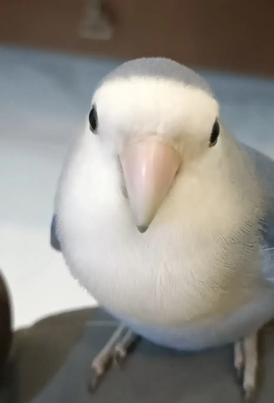 طوطی برزیلی گم شده|حیوانات|تهران, چیتگر شمالی|دیوار