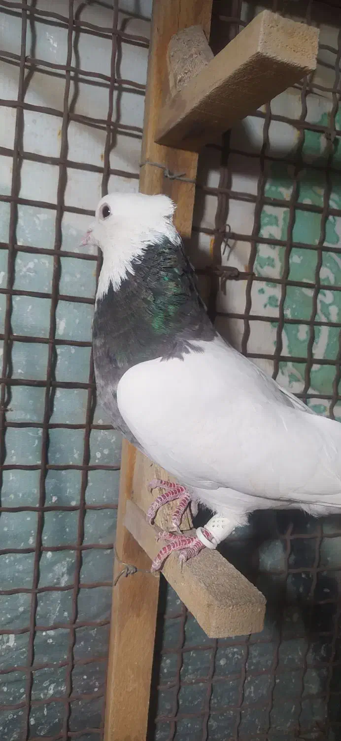 طوق شازده|پرنده|شیراز, شهرک گلستان|دیوار