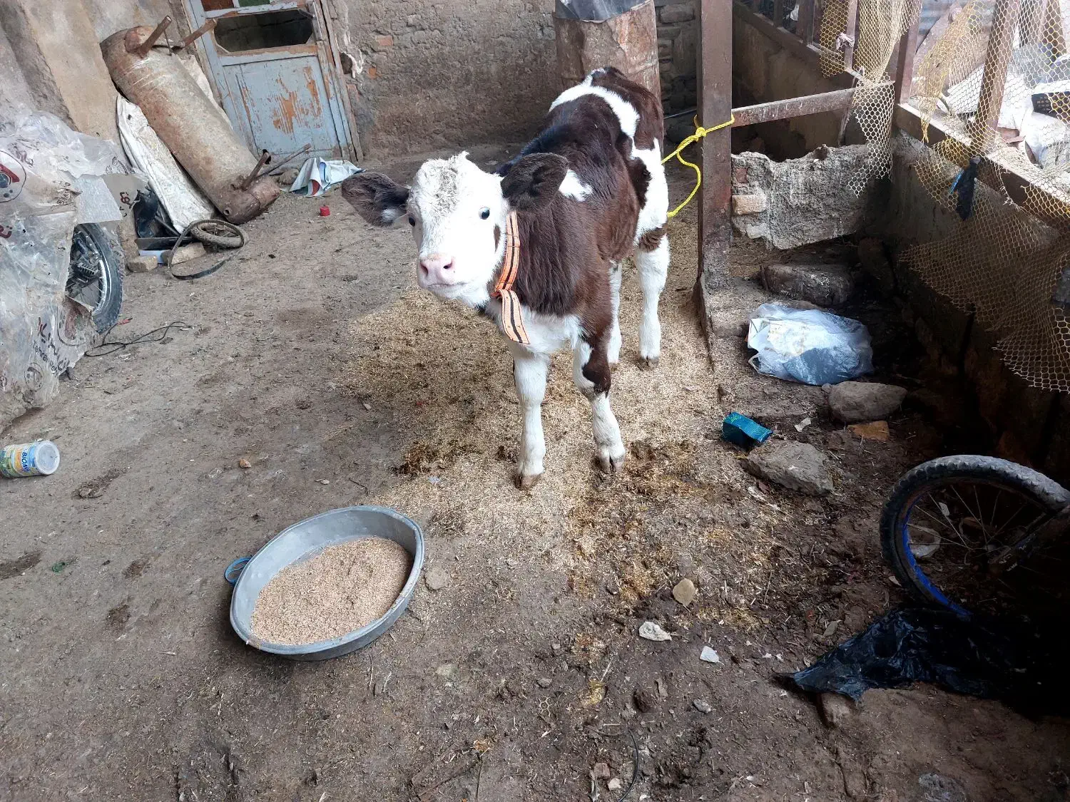 گوساله سیمینتال نر|حیوانات مزرعه|آق قلا, |دیوار