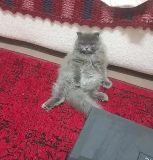 گربه پرشین بلو|گربه|یزد, |دیوار