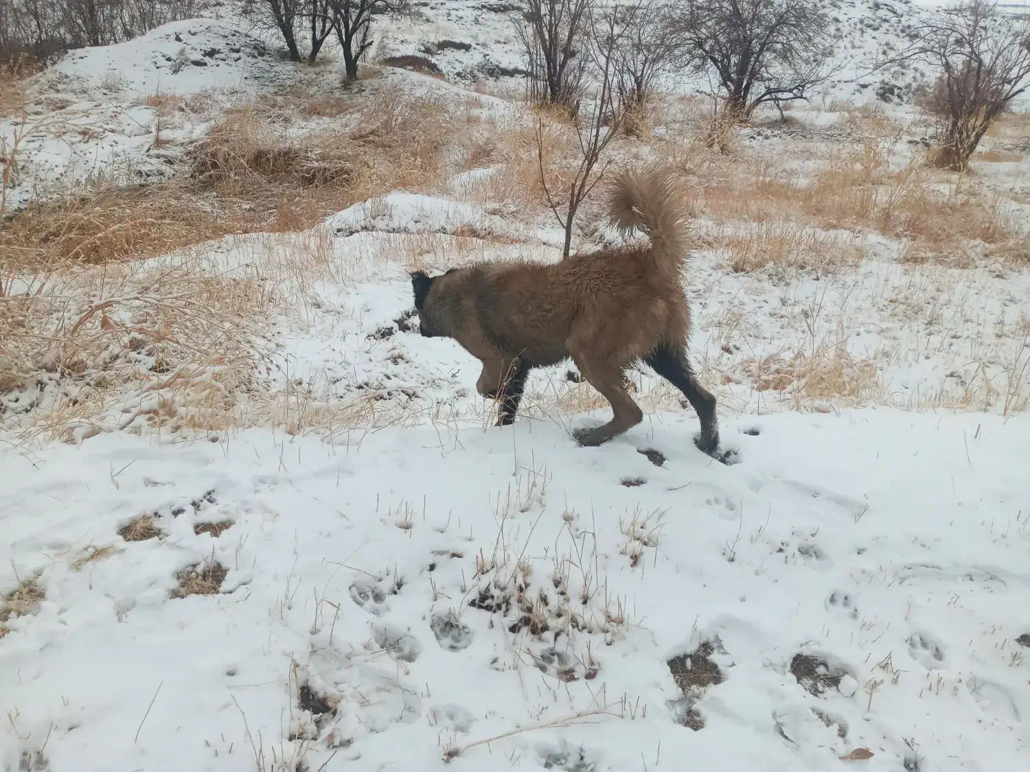 سلام یک عدد توله سرابی ماده هشت ملیون|سگ|رزن, |دیوار