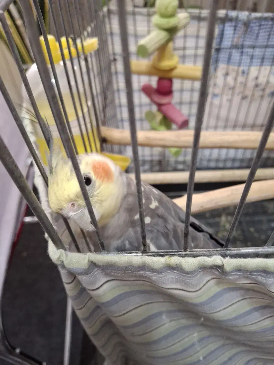 عروس هلندی گلباقالی نر سخنگو|پرنده|رباط‌کریم, شهرک درخشان|دیوار