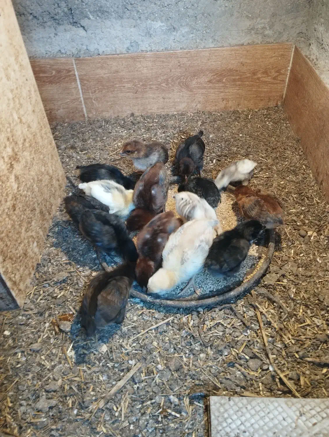 فروش جوجه محای و لری|حیوانات مزرعه|بندرعباس, |دیوار