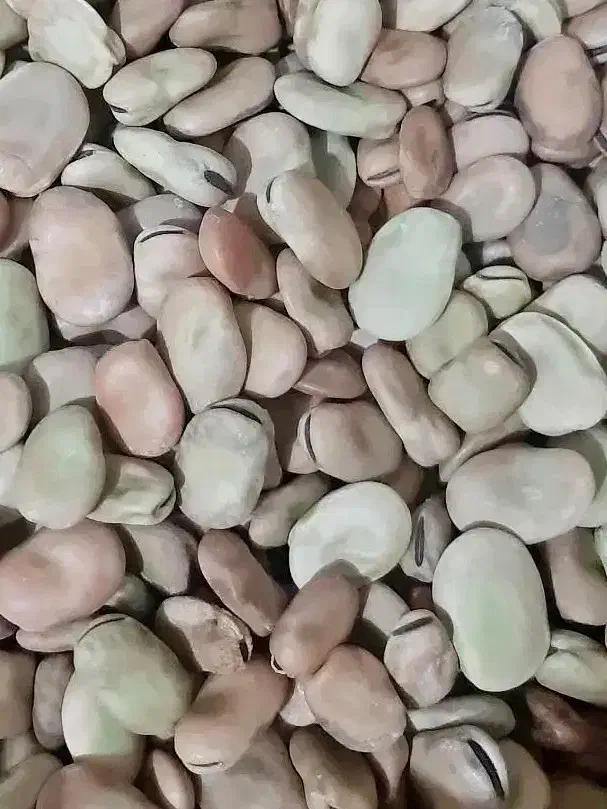 باقاله ایج استهبان فسا|خوردنی و آشامیدنی|شیراز, کلاهدوز|دیوار