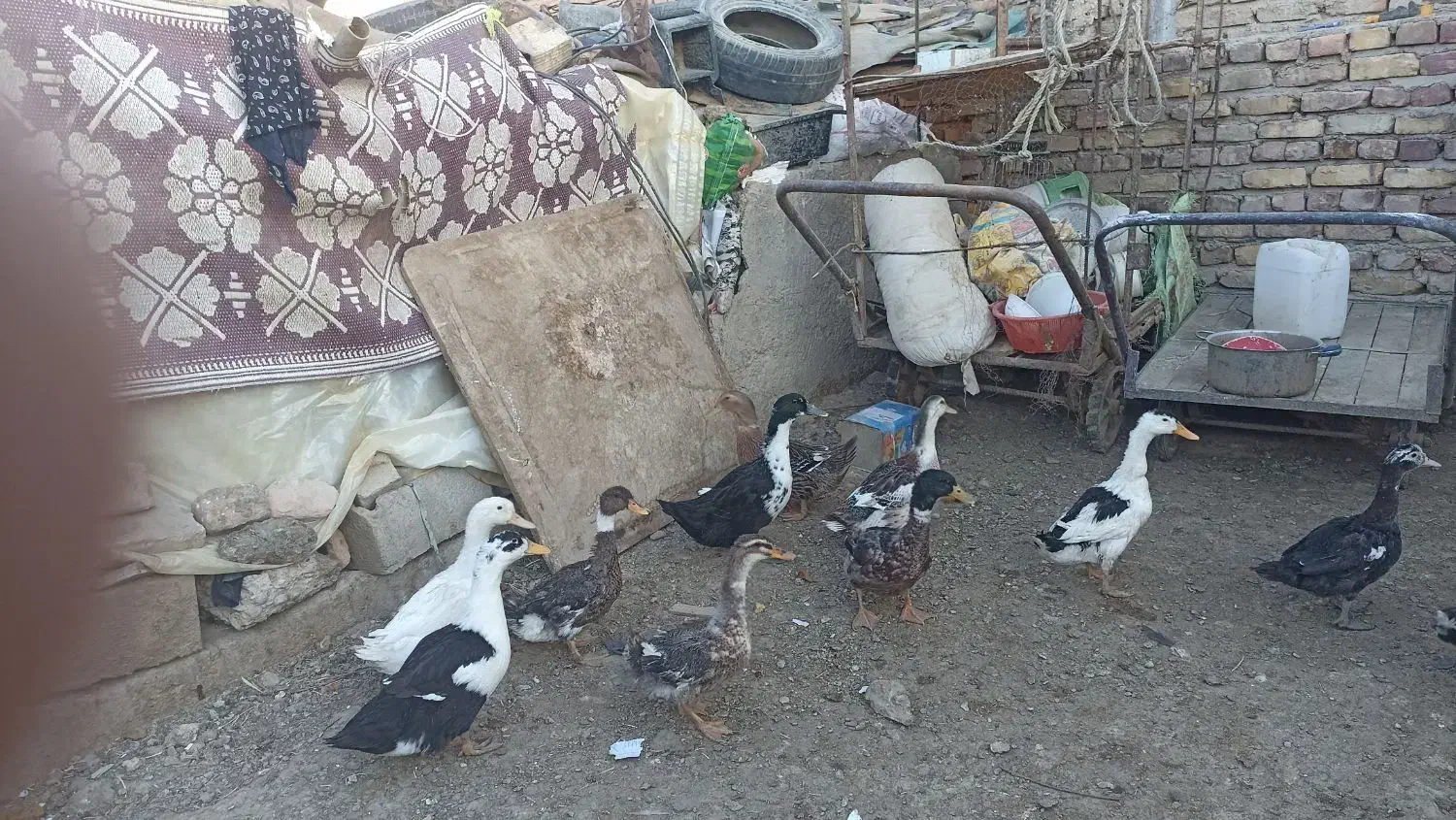 اردک وقو غاز|حیوانات مزرعه|زابل, |دیوار