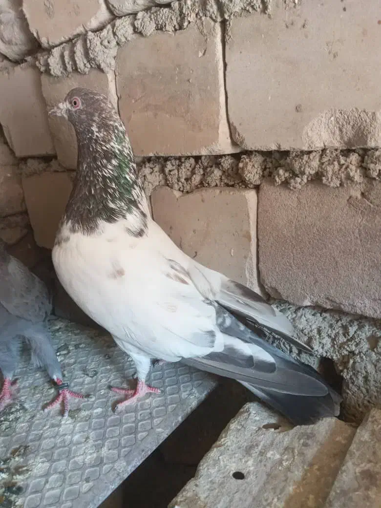 کفتر|پرنده|ایرانشهر, |دیوار