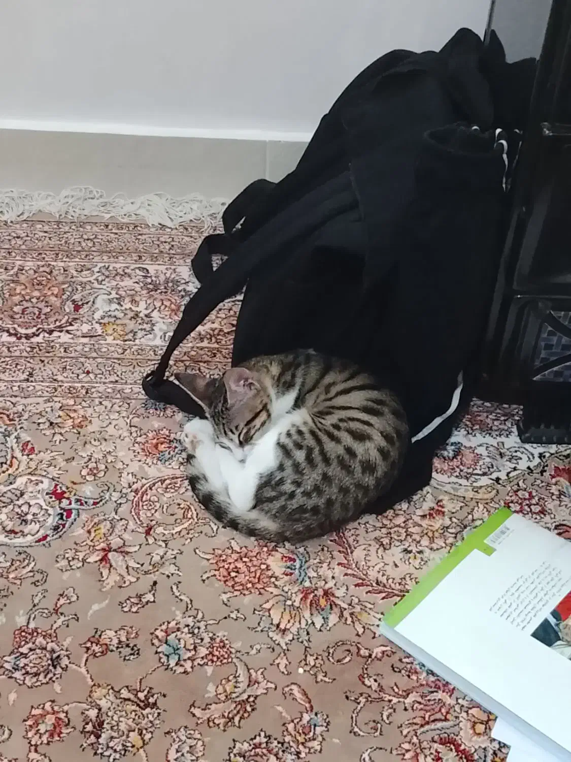 گربه خانگی واکسن زده شده شناسنامه دار|گربه|گنبد کاووس, |دیوار