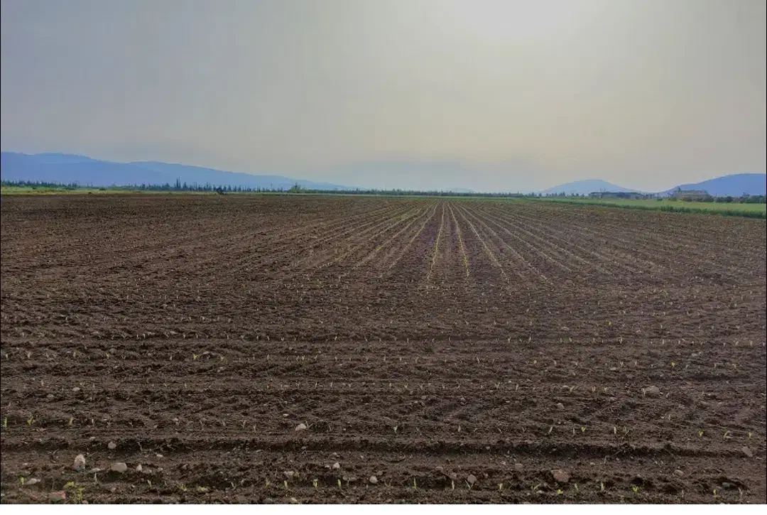 فروش زمین واسه گلخانه|فروش زمین و ملک کلنگی|بروجن, |دیوار