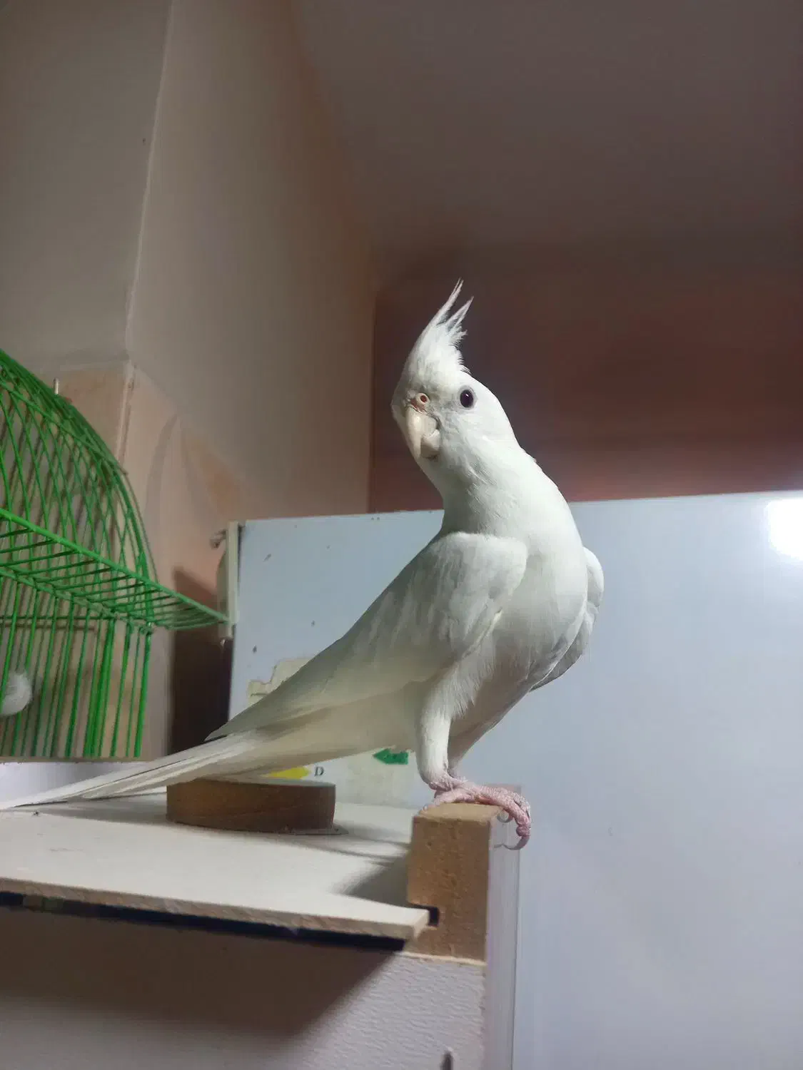 عروس هلندی اهلی آلبینو نر|پرنده|تبریز, |دیوار