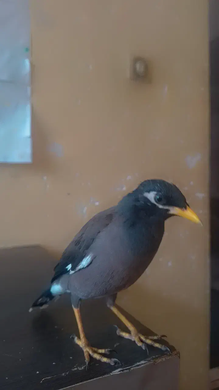 جوجه میناچهارماهه باهوش|پرنده|یزد, |دیوار