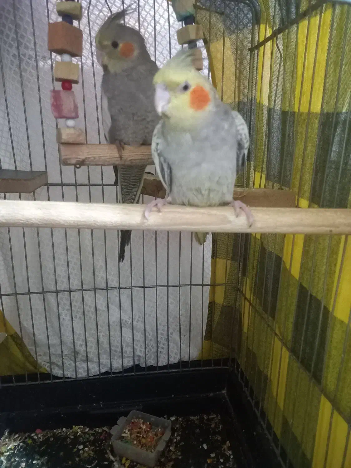 عروس هلندی|پرنده|رباط‌کریم, شترخوار|دیوار