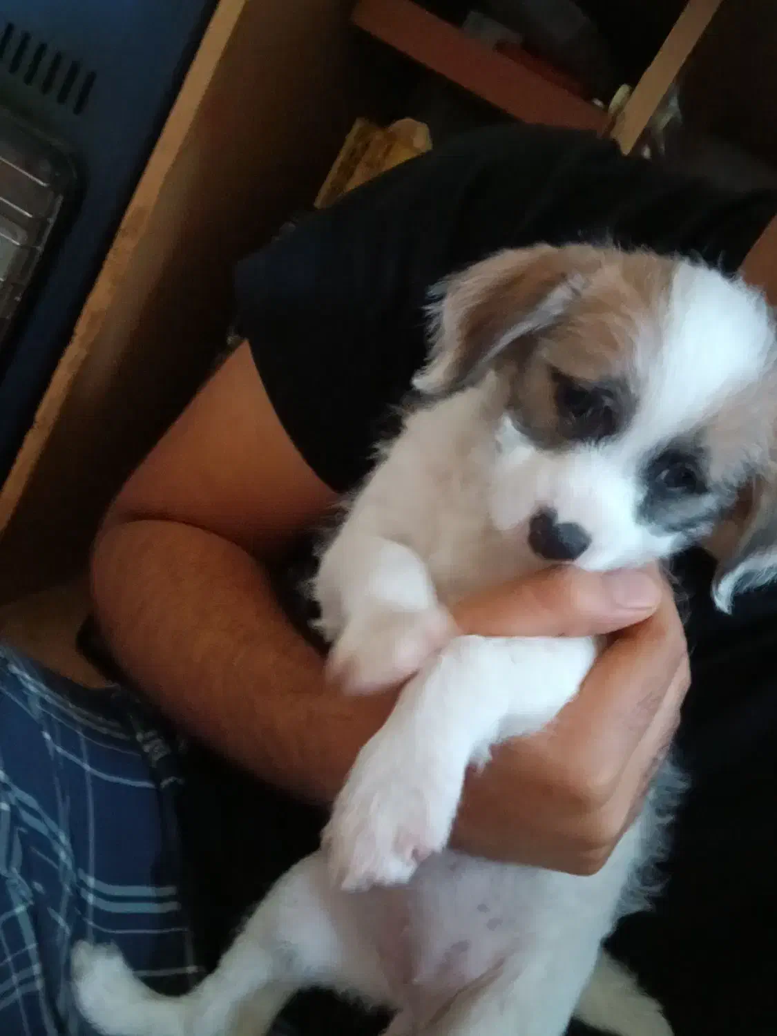 سگ تریر پا کوتا|سگ|اهواز, بیست متری شهدا|دیوار