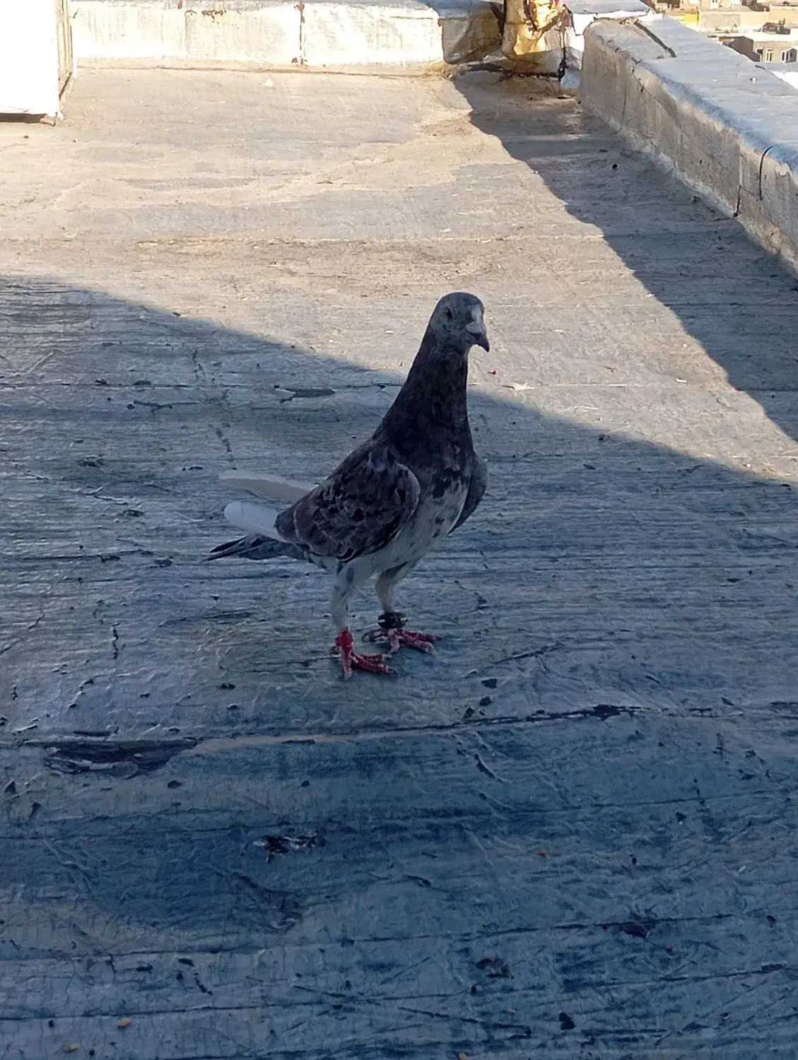 کبوتر|پرنده|سنندج, |دیوار