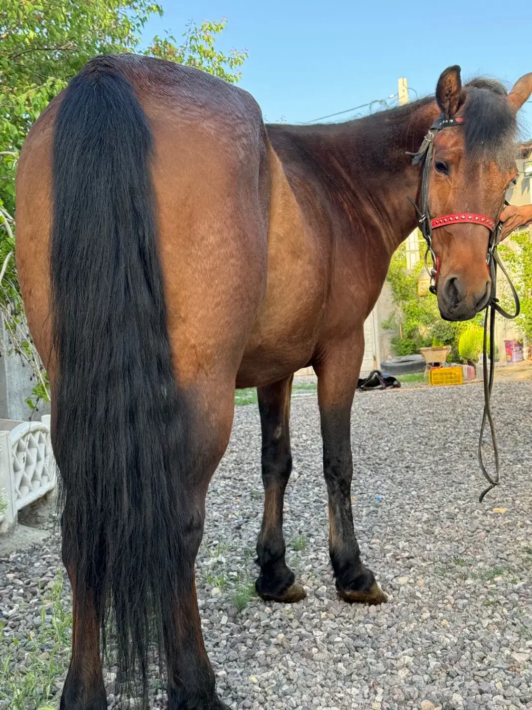 اسب ماده|اسب و تجهیزات اسبسواری|زنجان, |دیوار