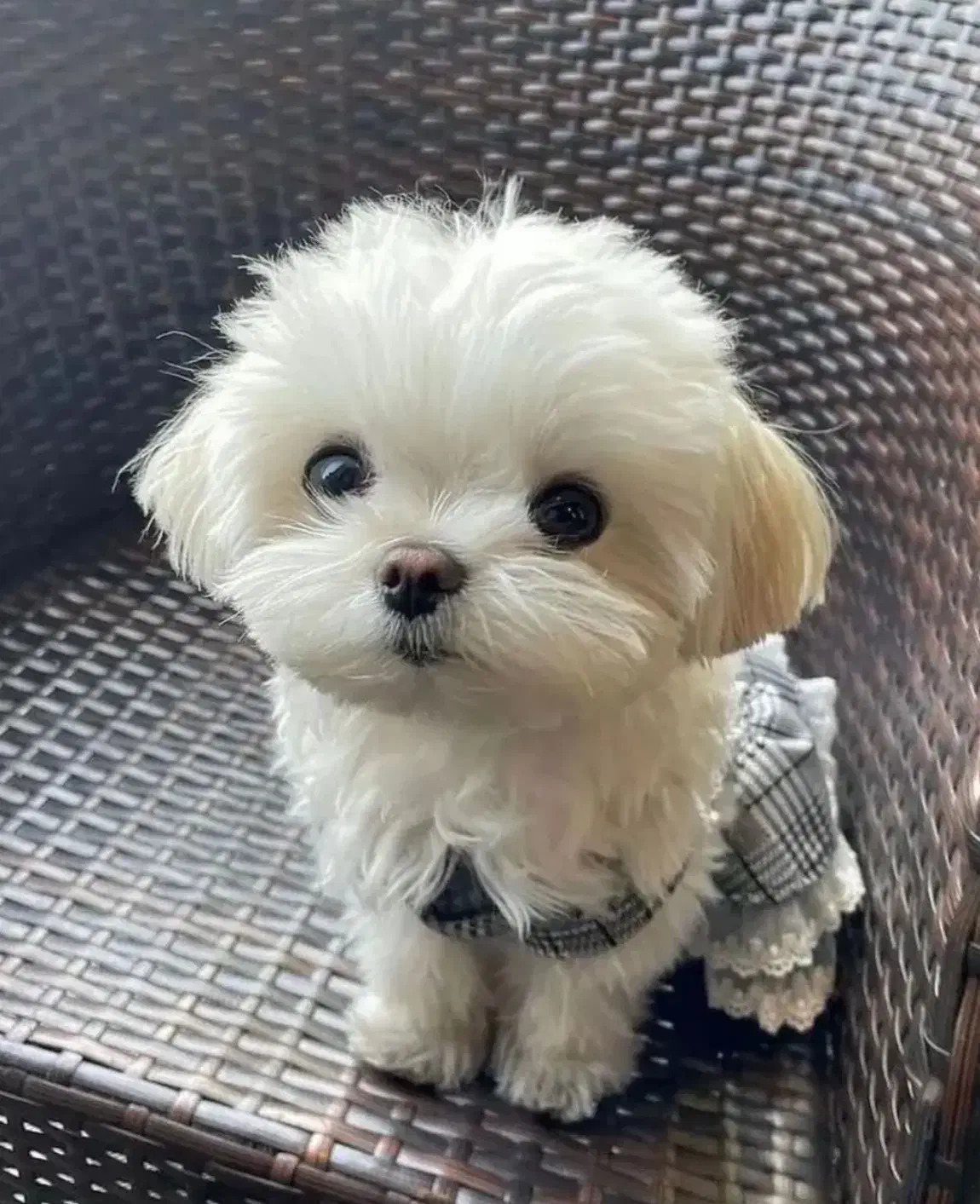 توله فنجونی|سگ|تهران, صادقیه|دیوار