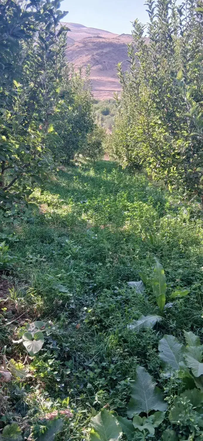 فروشی یک باغ سیب به متراژ ۲۰۰۰ متر|فروش زمین و ملک کلنگی|سیلوانه, |دیوار