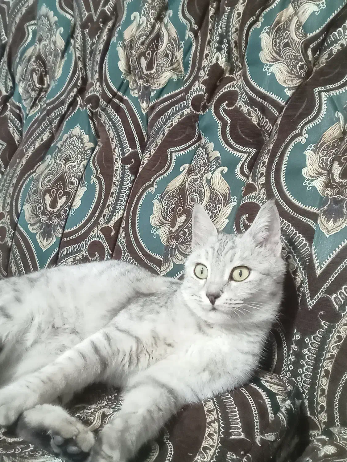 گربه خانگی|گربه|خوی, |دیوار