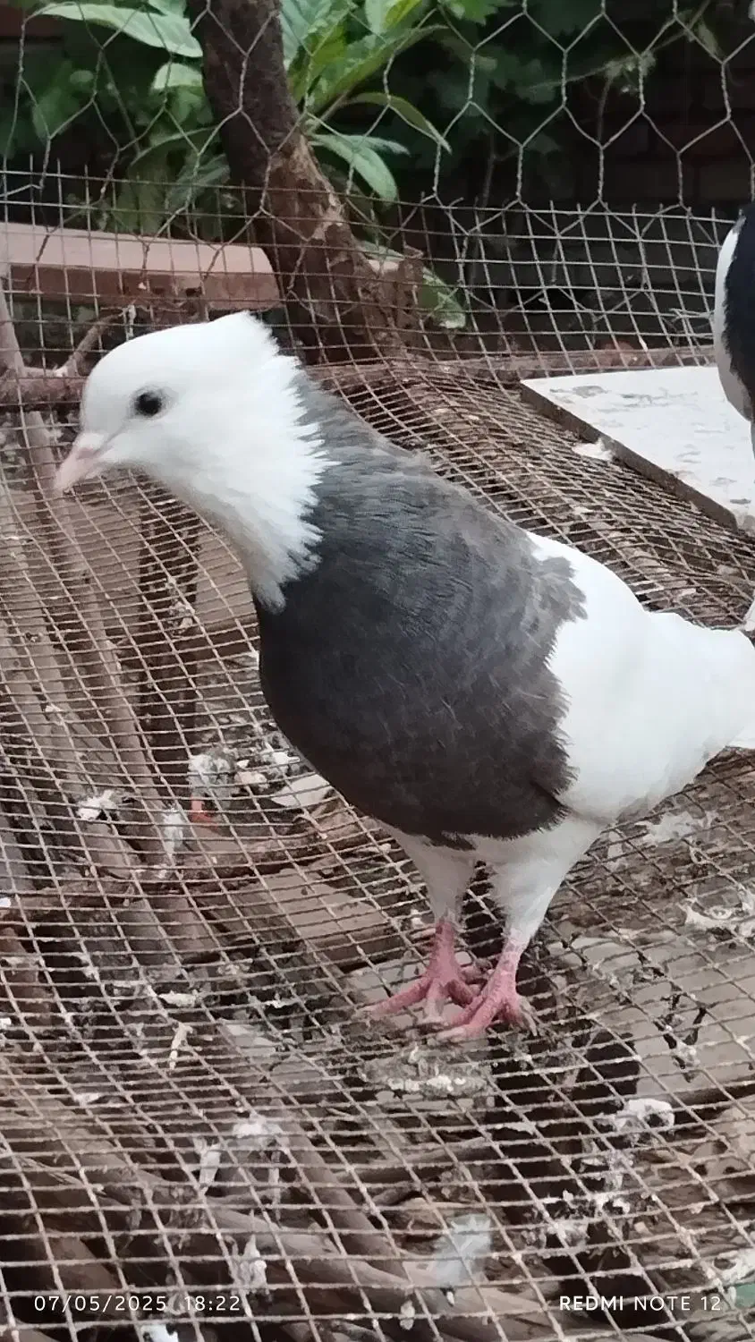 کبوتر طوقی|پرنده|رامیان, |دیوار