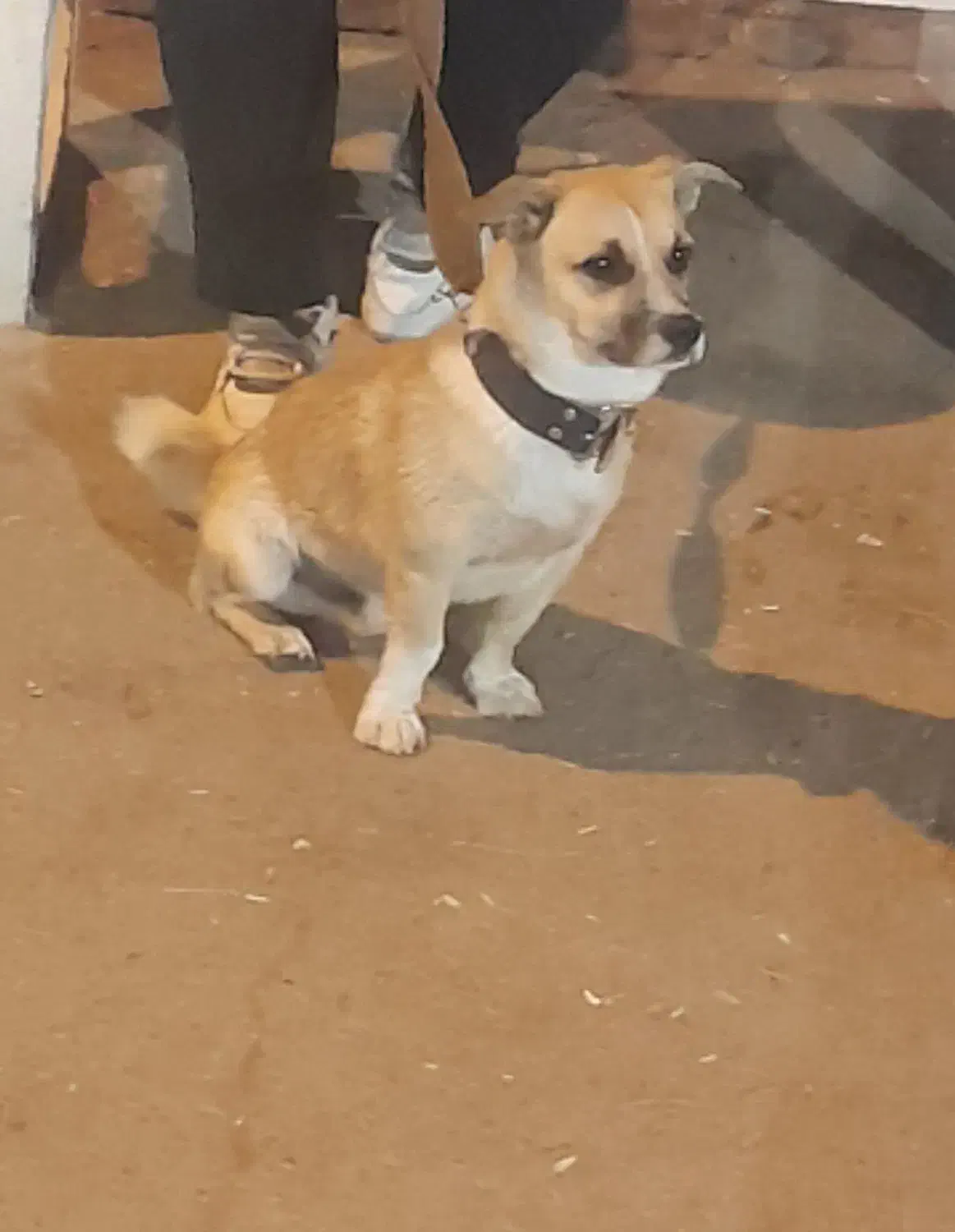 سگ پاکوتاه گمشده|حیوانات|نیشابور, خیام|دیوار