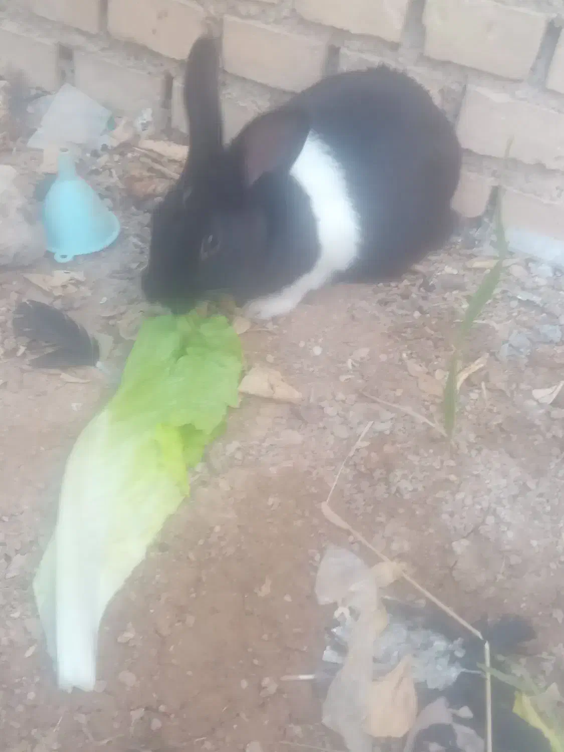 خرگوش نره|موش و خرگوش|ایذه, |دیوار