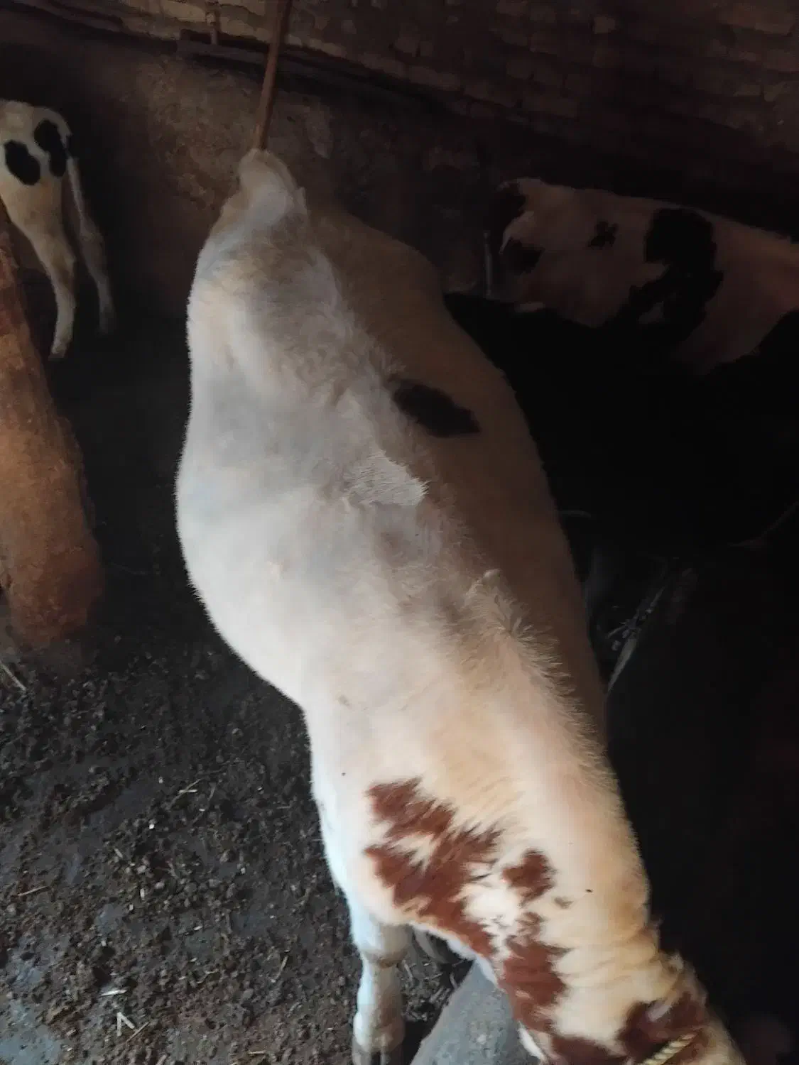 گوساله|حیوانات مزرعه|سراب, |دیوار