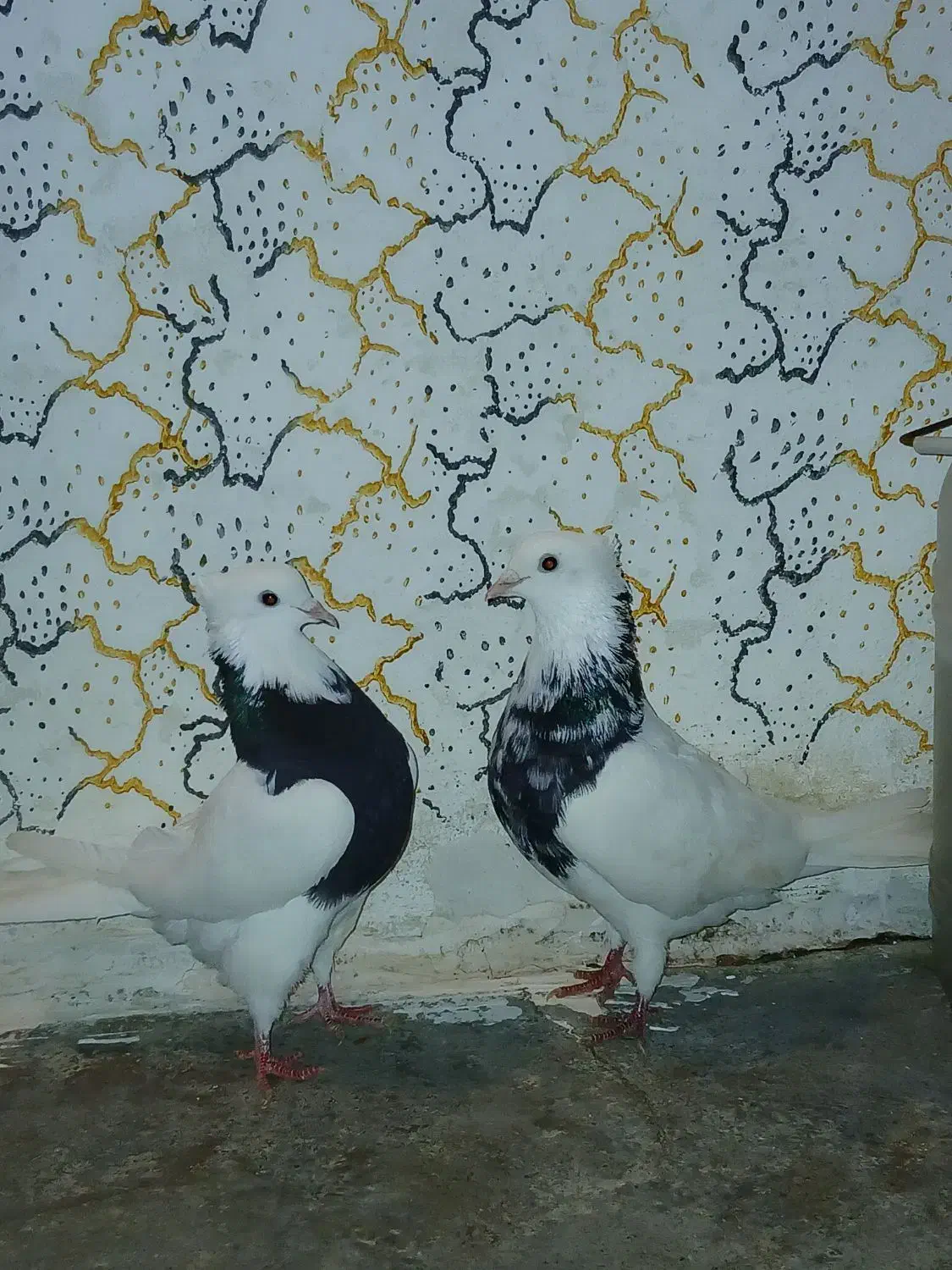 سلام ۵ عدد کبوتر|پرنده|کرمانشاه, |دیوار