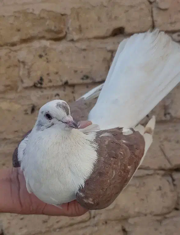 کفتر|پرنده|کرج, حسن آباد|دیوار