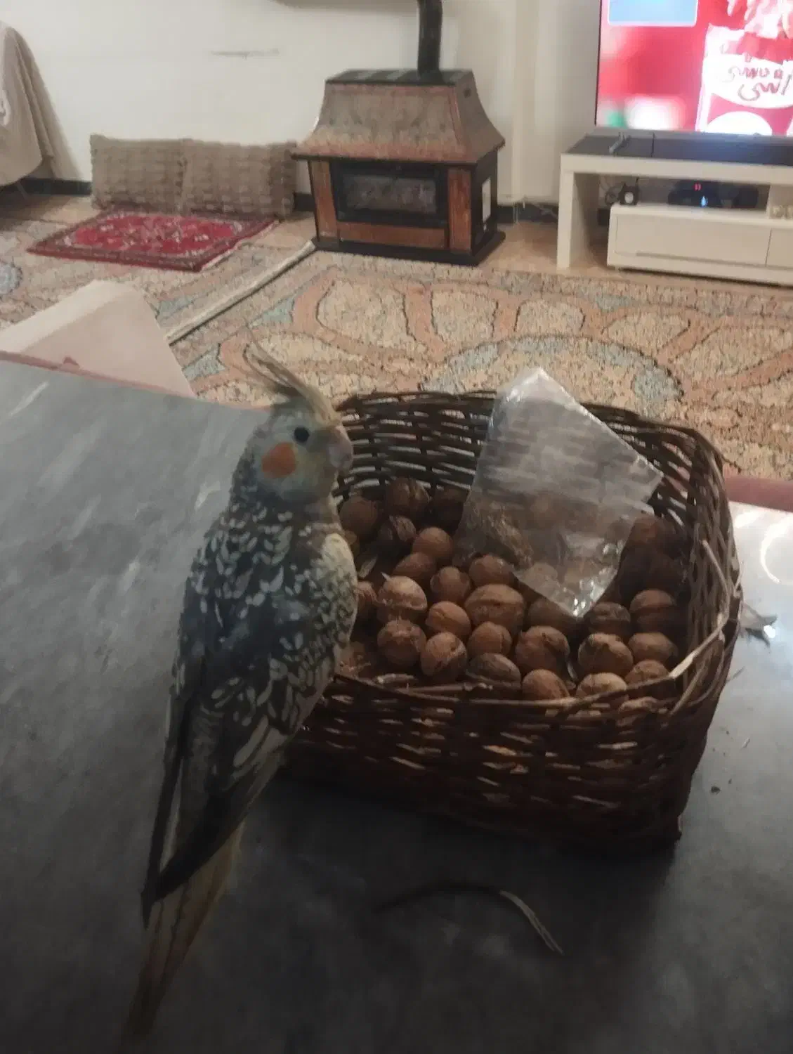 عروس هلندی|پرنده|اهر, |دیوار