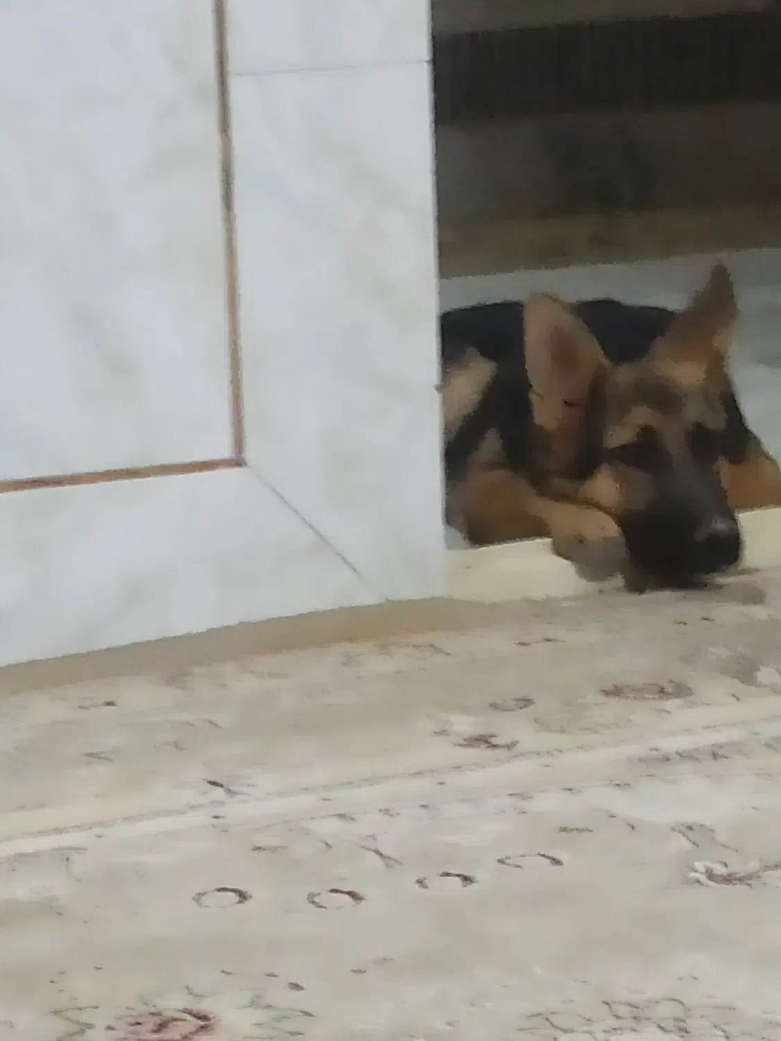 سگ ژرمن 5ماهه|سگ|شاهینشهر, گرگاب|دیوار