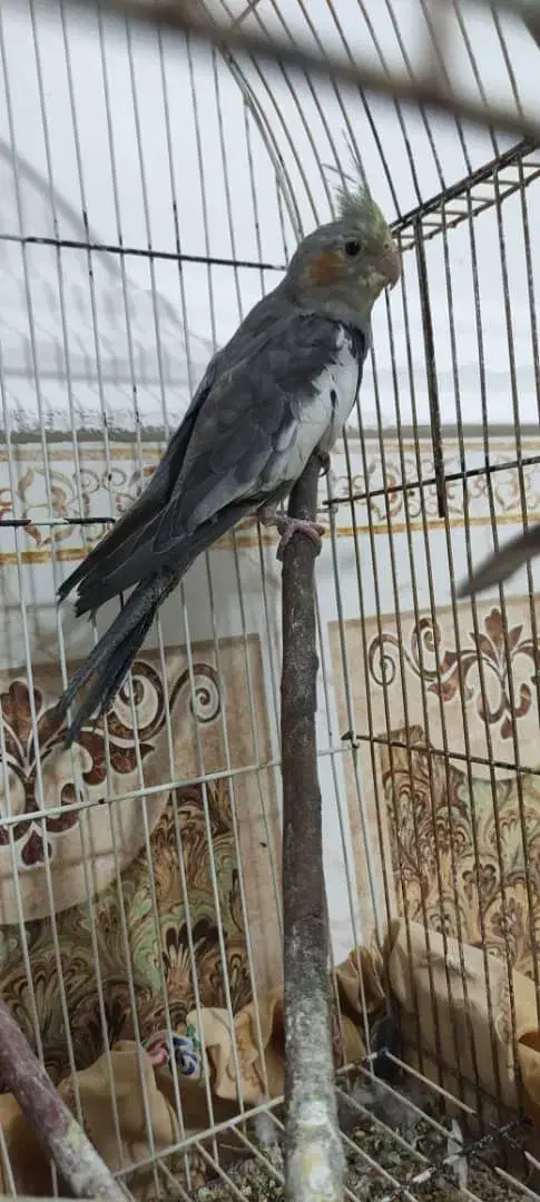 عروس هلندی سخنگو|پرنده|خاش, |دیوار