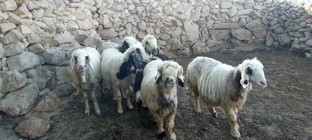 میش ورندیل داشت|حیوانات مزرعه|چاروسا, |دیوار