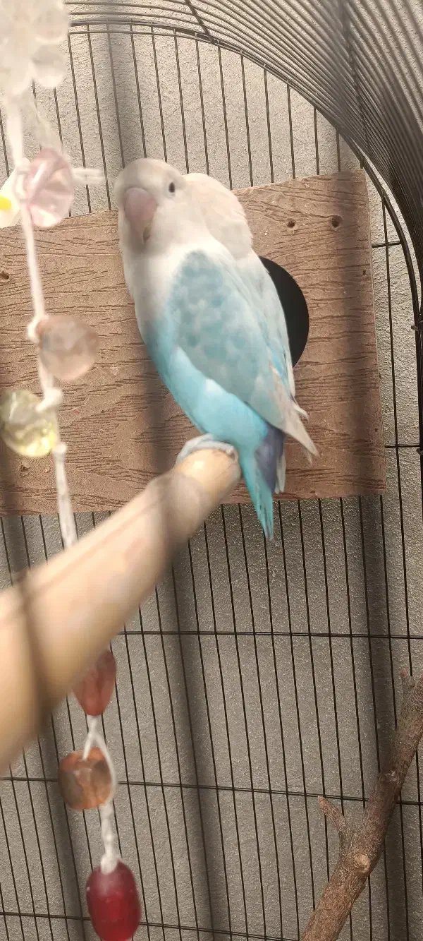 جفت نر و ماده مارال یاسی|پرنده|تهران, عبدل‌آباد|دیوار